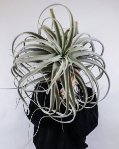 La tillandsia apporte une touche étonnante à votre décoration