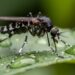 Moustique tigre Aedes albopictus posé sur une feuille verte dans un jardin