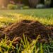 Taupinière fraîche dans une pelouse de jardin au printemps