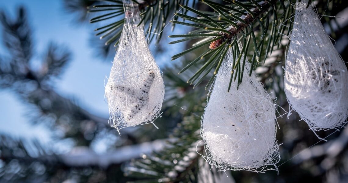 Nids de chenilles processionnaires accrochés aux branches d un pin en hiver