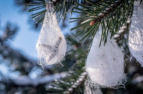 Nids de chenilles processionnaires accrochés aux branches d un pin en hiver