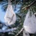 Nids de chenilles processionnaires accrochés aux branches d un pin en hiver