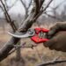 Sécateur taillant une branche de pommier en hiver