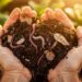 Mains tenant du compost mur riche en humus au-dessus d un potager
