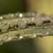 Fourmis noires des jardins (Lasius niger) marchant sur une feuille verte au matin