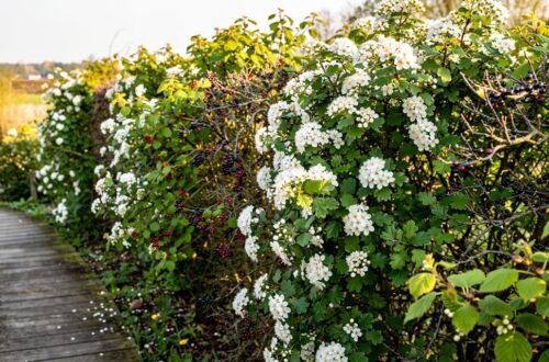 Haie naturelle fleurie composée d'arbustes indigènes belges en bordure de jardin