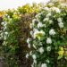 Haie naturelle fleurie composée d'arbustes indigènes belges en bordure de jardin