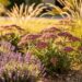 Jardin sec ensoleillé avec lavande, sédum et graminées sur paillage de gravier