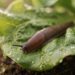 Limace sur une feuille de salade humide dans un potager au petit matin