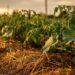 Potager paillé avec de la paille entre les rangs de légumes