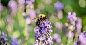 Un bourdon butine une fleur de lavande dans un jardin ensoleillé