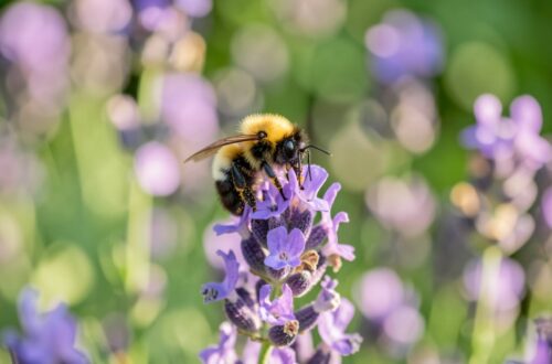 Un bourdon butine une fleur de lavande dans un jardin ensoleillé