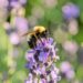 Un bourdon butine une fleur de lavande dans un jardin ensoleillé
