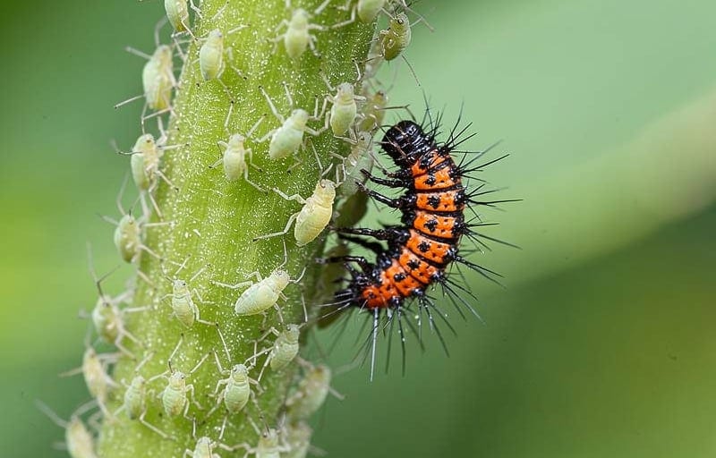 Les plantes qui font venir les coccinelles