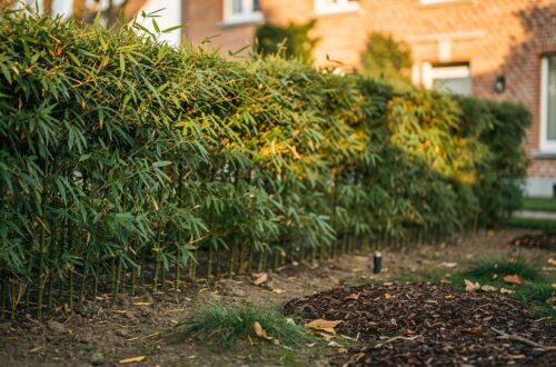 Haie de bambou dense dans un jardin belge avec maison en briques en arrière-plan