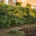 Haie de bambou dense dans un jardin belge avec maison en briques en arrière-plan