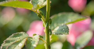 Pucerons verts agglutines sur une jeune tige de rosier au jardin