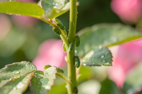Pucerons verts agglutines sur une jeune tige de rosier au jardin