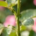 Pucerons verts agglutines sur une jeune tige de rosier au jardin