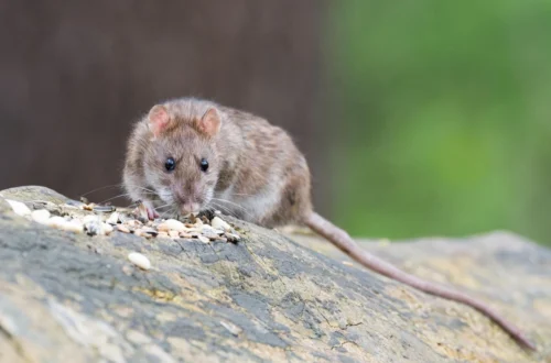 Préserver son habitat des nuisibles : les bons réflexes pour une maison saine et durable
