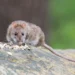 Préserver son habitat des nuisibles : les bons réflexes pour une maison saine et durable