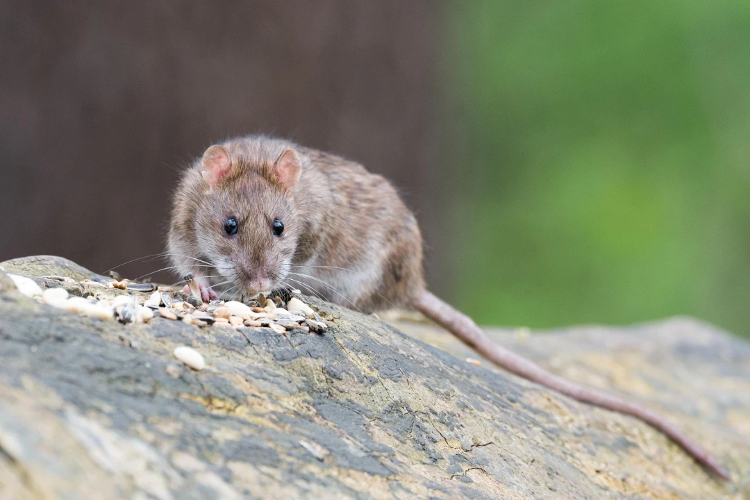 Préserver son habitat des nuisibles : les bons réflexes pour une maison saine et durable