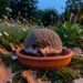 Petit hérisson d’Europe buvant dans une soucoupe d’eau au milieu d’un jardin écologique belge au crépuscule, près d’une haie champêtre et d’un tas de feuilles.