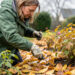 Une femme arrache soigneusement une adventice avec une gouge dans un massif de jardin couvert de feuilles d’automne mouillées après une pluie légère.