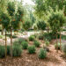Jardin-forêt urbain méditerranéen lumineux à Aix-en-Provence, avec de jeunes arbres fruitiers, des arbousiers, des plantes aromatiques et un paillage naturel dans un parc public.