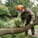 Un jardinier portant un casque forestier et des équipements de protection observe une grosse branche courbée et coincée au sol dans un jardin réaliste avant sa coupe.