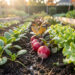 Potager familial au début de l’automne avec des rangs de jeunes épinards, de radis et de laitues dans une terre fraîche, baignés par une douce lumière de septembre.