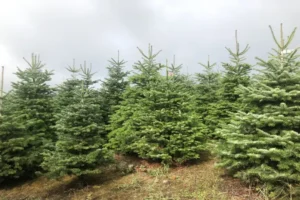 Sapin de Noël en Brabant wallon : où l'acheter et comment bien le choisir ?