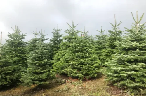 Sapin de Noël en Brabant wallon : où l'acheter et comment bien le choisir ?