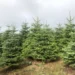 Sapin de Noël en Brabant wallon : où l'acheter et comment bien le choisir ?