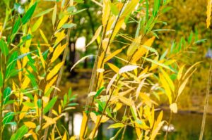 Feuilles de bambou jaunissantes observées de près dans un jardin.