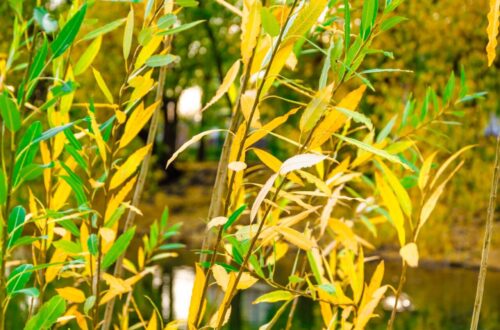 Feuilles de bambou jaunissantes observées de près dans un jardin.