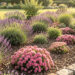 Vue large d’un jardin naturel lumineux composé de lavandes, de sedums, d’échinacées et de paillage organique.