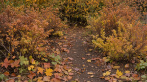 Jardin d’automne naturel avec des feuilles mortes colorées sous une haie et des arbustes, laissant apparaître le sol par endroits dans une lumière douce.