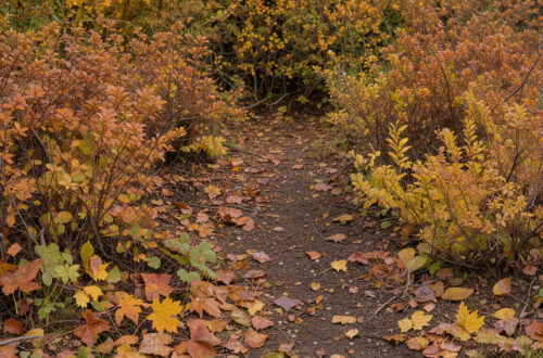 Jardin d’automne naturel avec des feuilles mortes colorées sous une haie et des arbustes, laissant apparaître le sol par endroits dans une lumière douce.