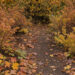 Jardin d’automne naturel avec des feuilles mortes colorées sous une haie et des arbustes, laissant apparaître le sol par endroits dans une lumière douce.