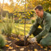 Jardin d’automne lumineux avec jeunes arbustes, vivaces en massif, feuilles au sol et jardinier plantant un arbre.