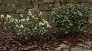 Jardin exposé au nord en hiver, avec des sarcococcas aux fleurs blanches, un camélia, un paillage de feuilles et un mur de pierre en arrière-plan.