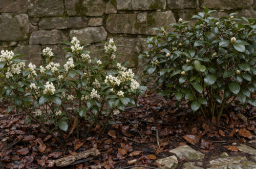 Jardin exposé au nord en hiver, avec des sarcococcas aux fleurs blanches, un camélia, un paillage de feuilles et un mur de pierre en arrière-plan.