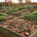 Jardin potager en automne avec des planches couvertes de feuilles mortes, de broyat et d’engrais vert sous une lumière douce.