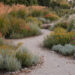 Massif de jardin contemporain composé de Miscanthus, de Pennisetum et de vivaces fleuries, bordé par un chemin en gravier sous une douce lumière de fin d’été.