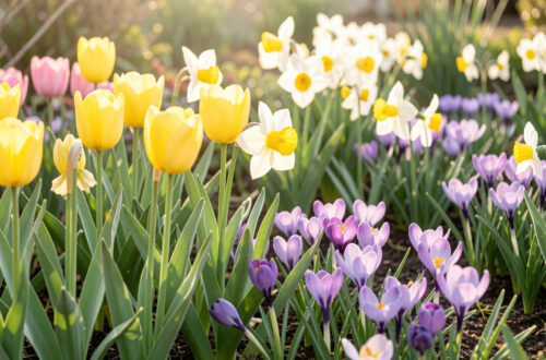 Massif de jardin printanier composé de tulipes jaunes, de narcisses blancs et de crocus violets baignés par une douce lumière matinale.