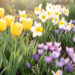 Massif de jardin printanier composé de tulipes jaunes, de narcisses blancs et de crocus violets baignés par une douce lumière matinale.
